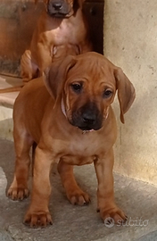 Cuccioli Rhodesian Ridgeback