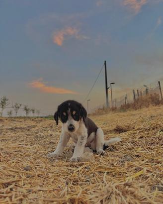 Cuccioli in adozione gratuita