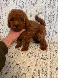 Cuccioli di Barboncino Nano-Toy