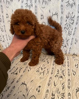 Cuccioli di Barboncino Nano-Toy