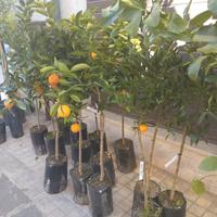 piante di agrumi,ulivi,tropicali e fruttiferi