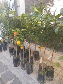 piante di agrumi,ulivi,tropicali e fruttiferi