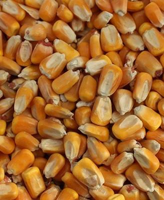 granella mais