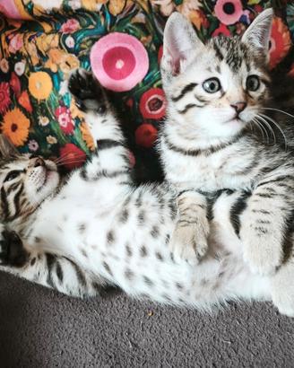 Cuccioli di Bengala ( M+ F ) quasi 2 mesi