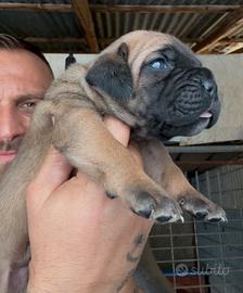Cane corso