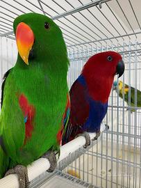 Pappagalli coppie e singoli varie specie ADULTI