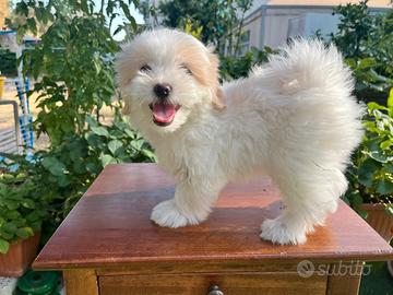 Maltipoo