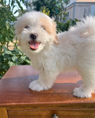 Maltipoo