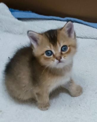 British Shorthair
