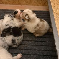 Cuccioli pastore australiano