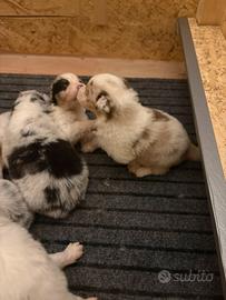 Cuccioli pastore australiano