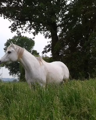 Cavalli ospitalità vicino a Milano
