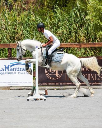Cavalla incrocio araba 13 anni
