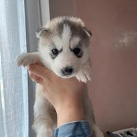 Cucciola di Husky con pedigree ENCI