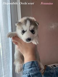 Cucciola di Husky con pedigree ENCI