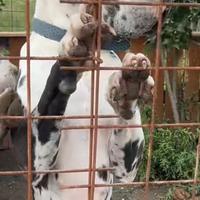 Alano disponibile per monta