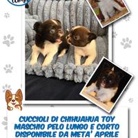 Splendidi cuccioli di CHIHUAHUA Toy