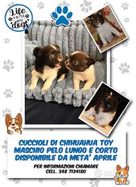 Splendidi cuccioli di CHIHUAHUA Toy
