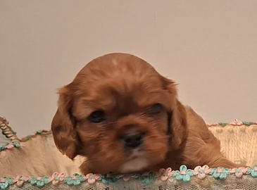 Cavalier king ruby con pedigree