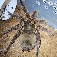 Theraphosa Blondi femmina migali tarantole