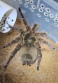 Theraphosa Blondi femmina migali tarantole
