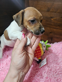 Jack russell zampa corta