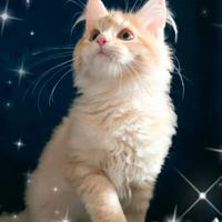 Gattino Maine Coon crema