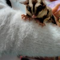 Coppia di petauri dello zucchero