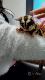 Coppia di petauri dello zucchero