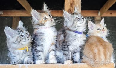 Stupendi cuccioli MaineCoon pedigree