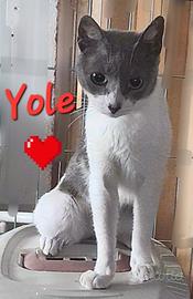 Gattina yole dolcissima