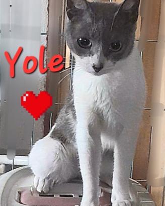 Gattina yole dolcissima