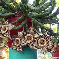 stapelia