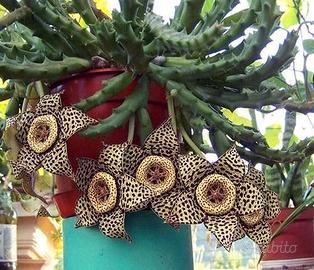 stapelia