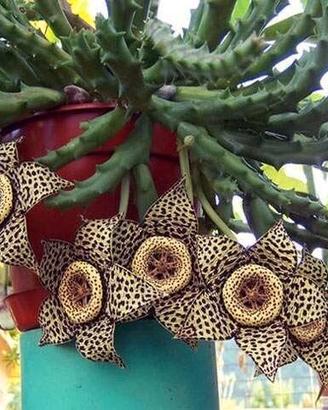 stapelia