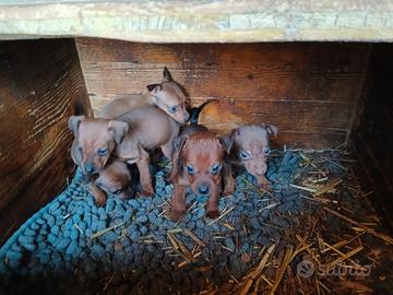 Cuccioli pinscher toy