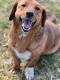 CAMILLO, nanetto ZAMPACORTA super SIMPATICO