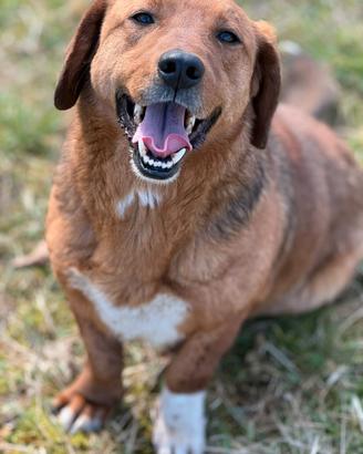 CAMILLO, nanetto ZAMPACORTA super SIMPATICO