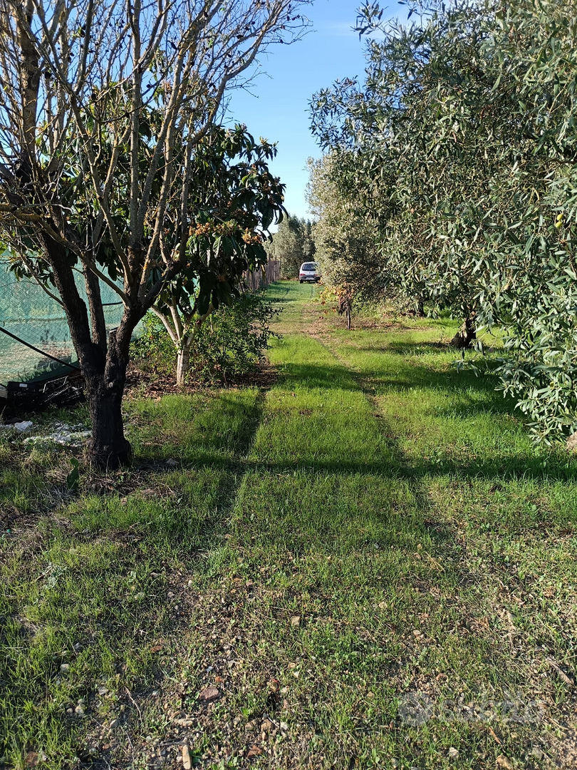 Terreno agricolo piantumato - Vista 3
