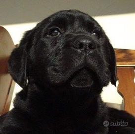 Cuccioli Labrador con Pedigree
