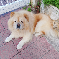 Chow Chow x monta