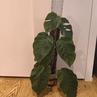 Monstera Dubia su palo