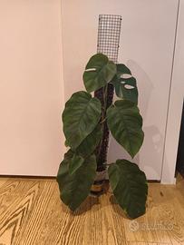 Monstera Dubia su palo