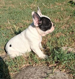 Bulldog francese