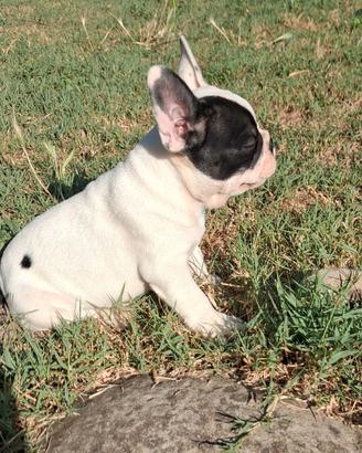 Bulldog francese