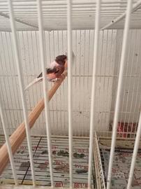 Coppia di canarini pezzati gialli e portoghesi