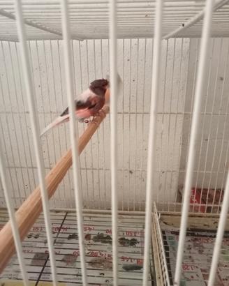 Coppia di canarini pezzati gialli e portoghesi