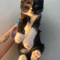 Lady gattina di 2 mesi