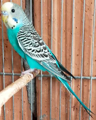 Cocorite singole, in coppia o in blocco