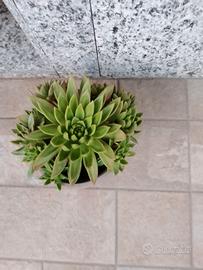 Pianta grassa Echeveria